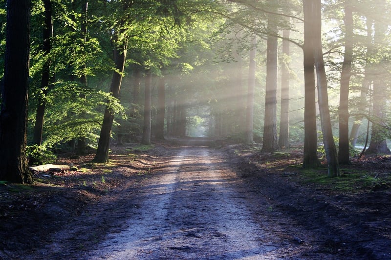 Eco-Tourism Forest